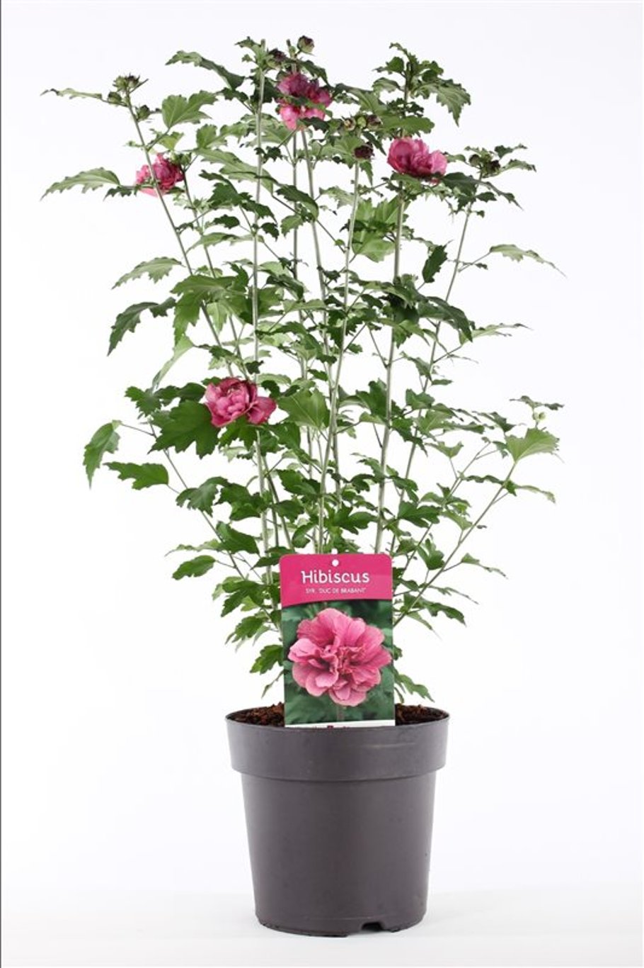 Hibiscus syr. 'Duc de Brabant' - C5